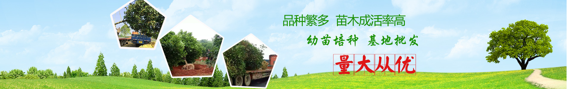 長沙市亮宇園林綠化工程有限公司_長沙園林養(yǎng)護|長沙大樹移植|小型樹種及花草哪里的好